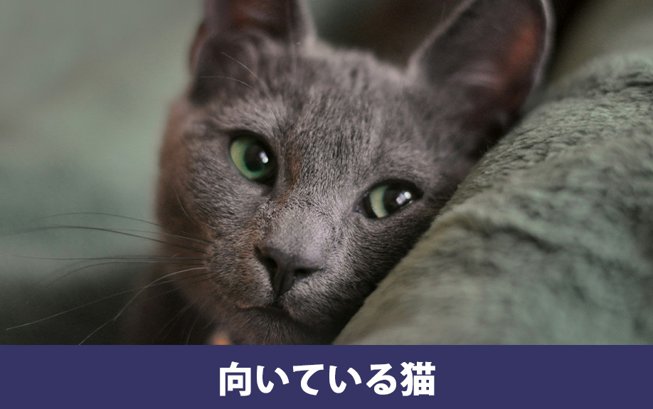 マンション暮らしに向いている猫の特徴