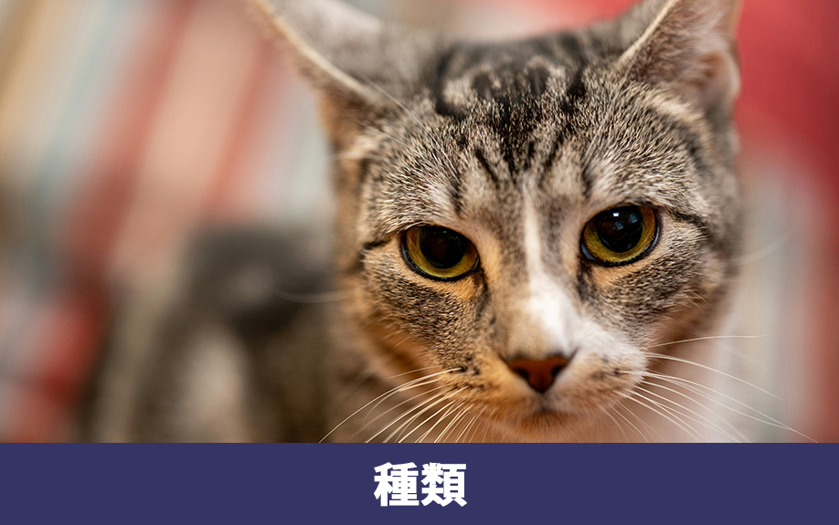 マンションで飼いやすい猫の種類