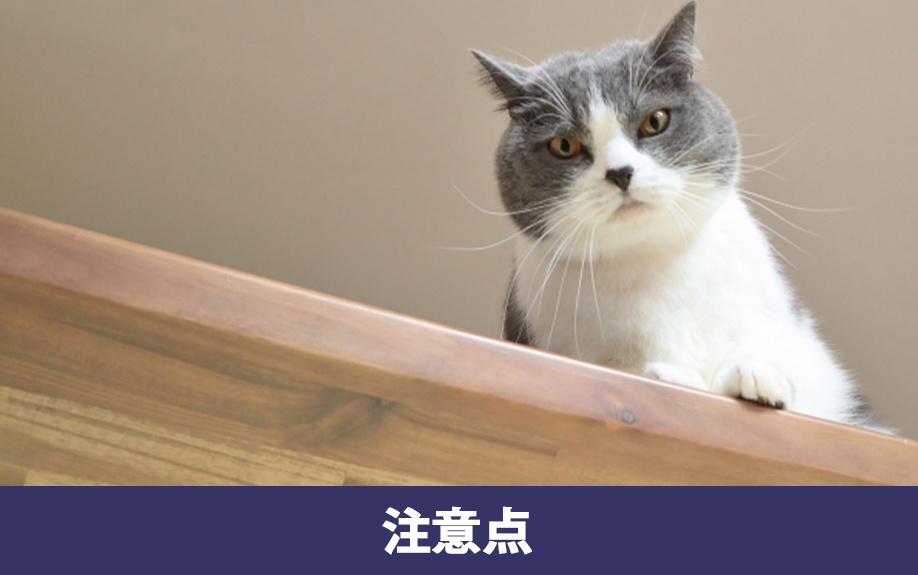 マンションで猫と暮らす場合の注意点