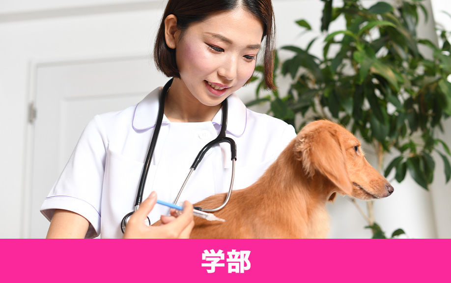 相模原市中央区にある麻布大学の学部・学科