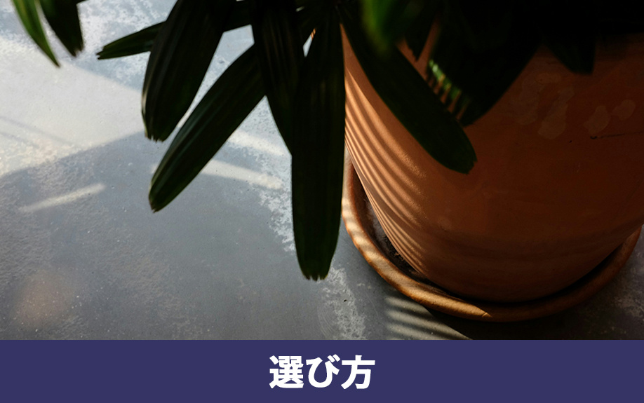 オフィスに置く観葉植物の選び方のポイント