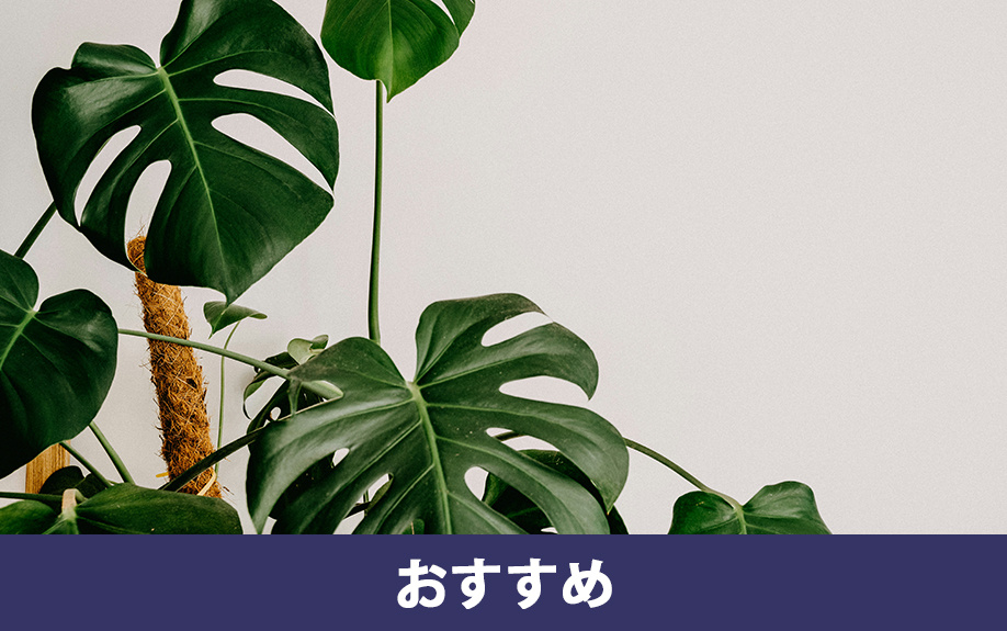 オフィスに置くのにおすすめの観葉植物