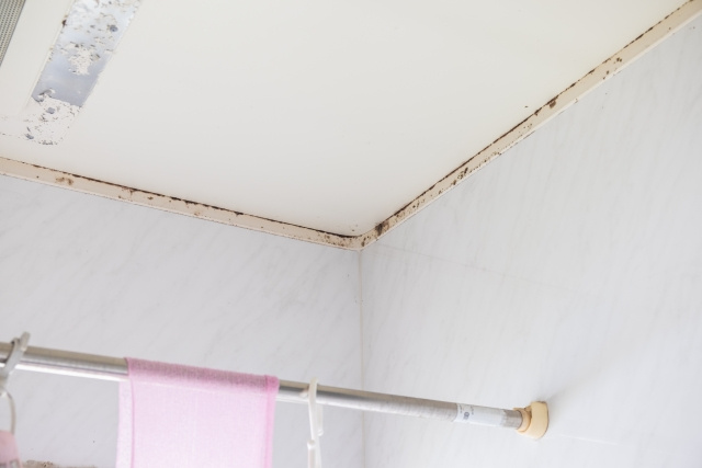 カビが生えてしまったらどうすればいい?