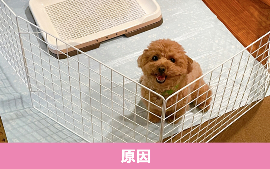 一戸建てでペット特有のにおいが発生する原因