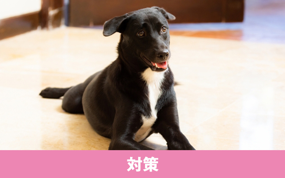 一戸建てにおけるペットのにおい対策