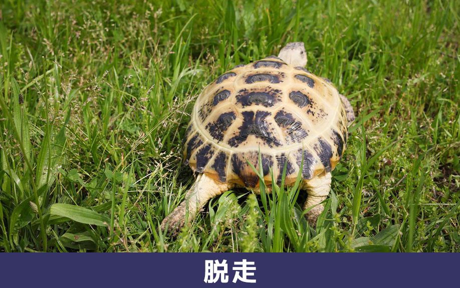 脱走防止のケージ選びと室内対策