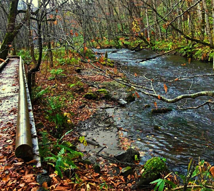 奥入瀬渓流