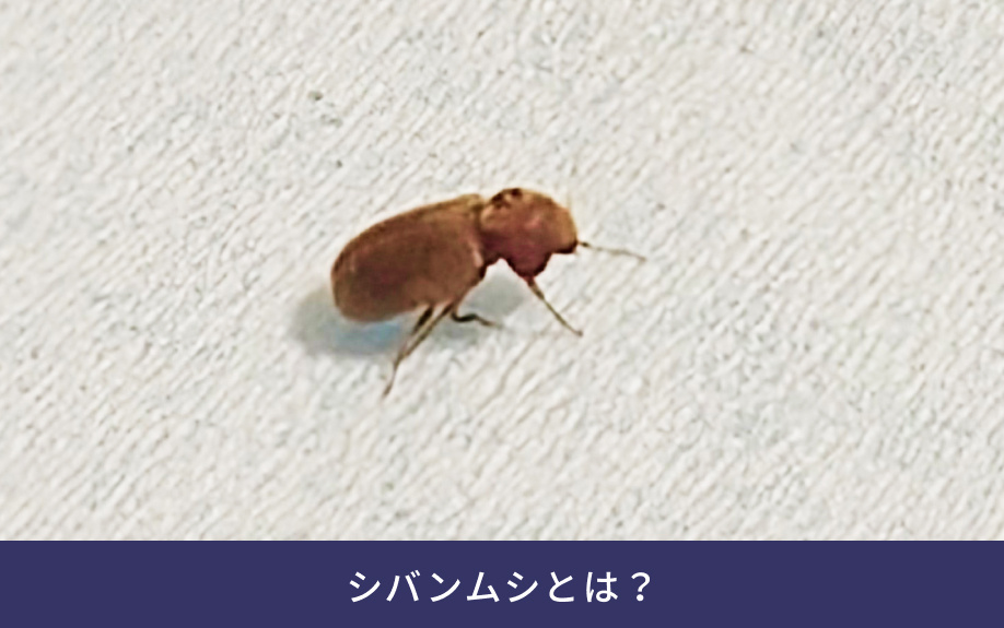 シバンムシとは?