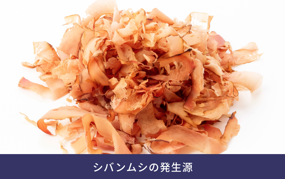 シバンムシの発生源
