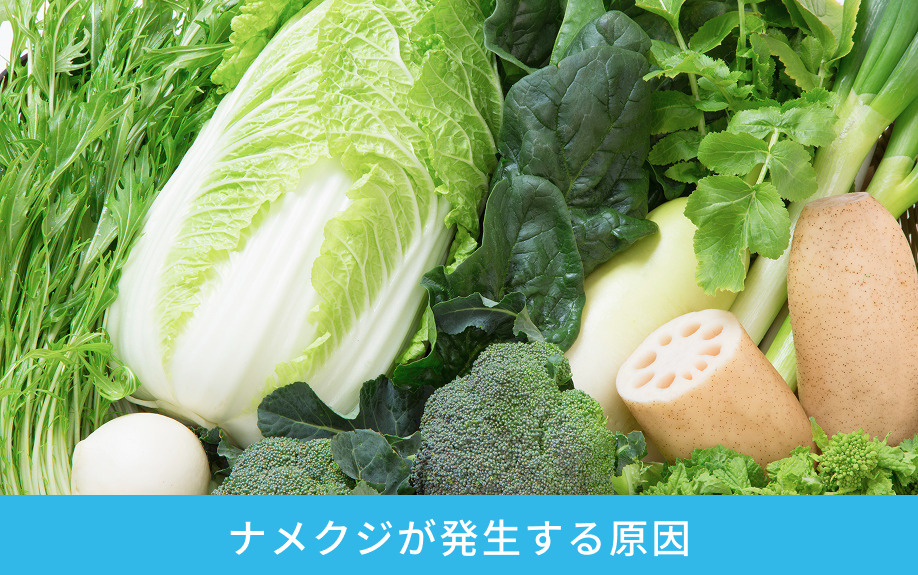 賃貸物件にナメクジが発生する原因