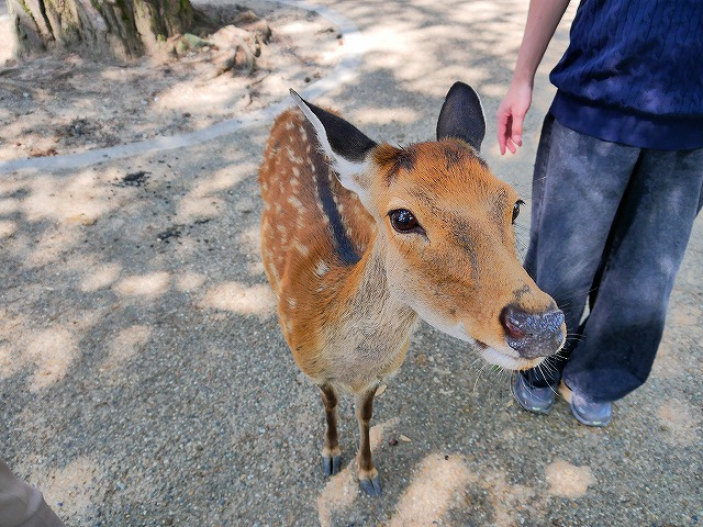 奈良での一人暮らし&バイト事情|月光熱費約5千円・電気ケトル神・まかない有り飲食バイト推し