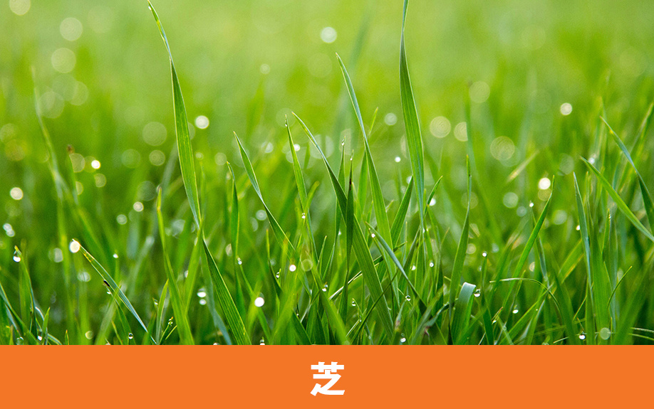 庭の地面の素材①天然芝・人工芝