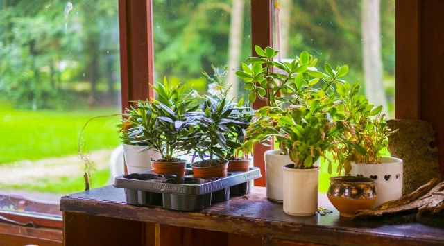 【植木鉢で大量発生しているコバエ】原因と効果的な駆除方法が知りたい!