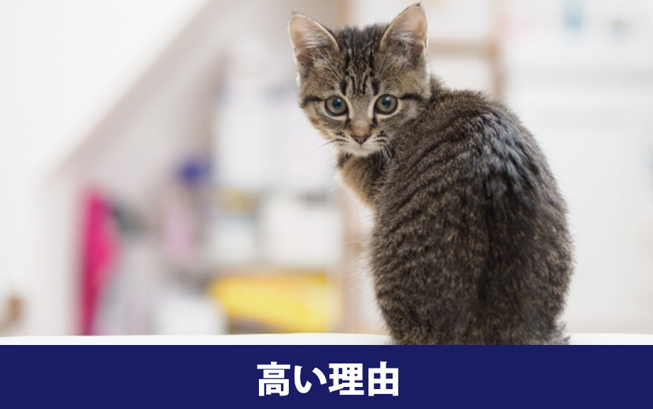 ペット可賃貸物件の退去費用が高い理由は?