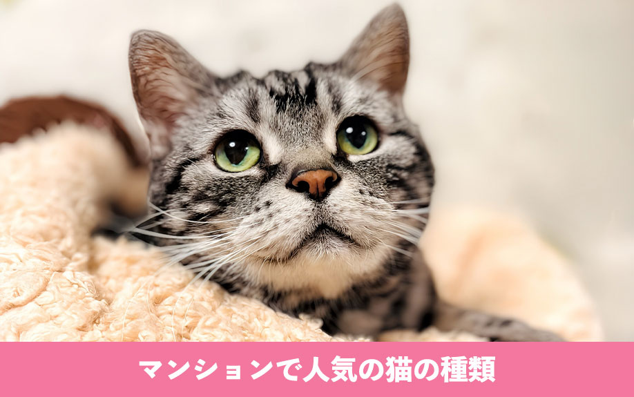 マンションで人気の猫の種類