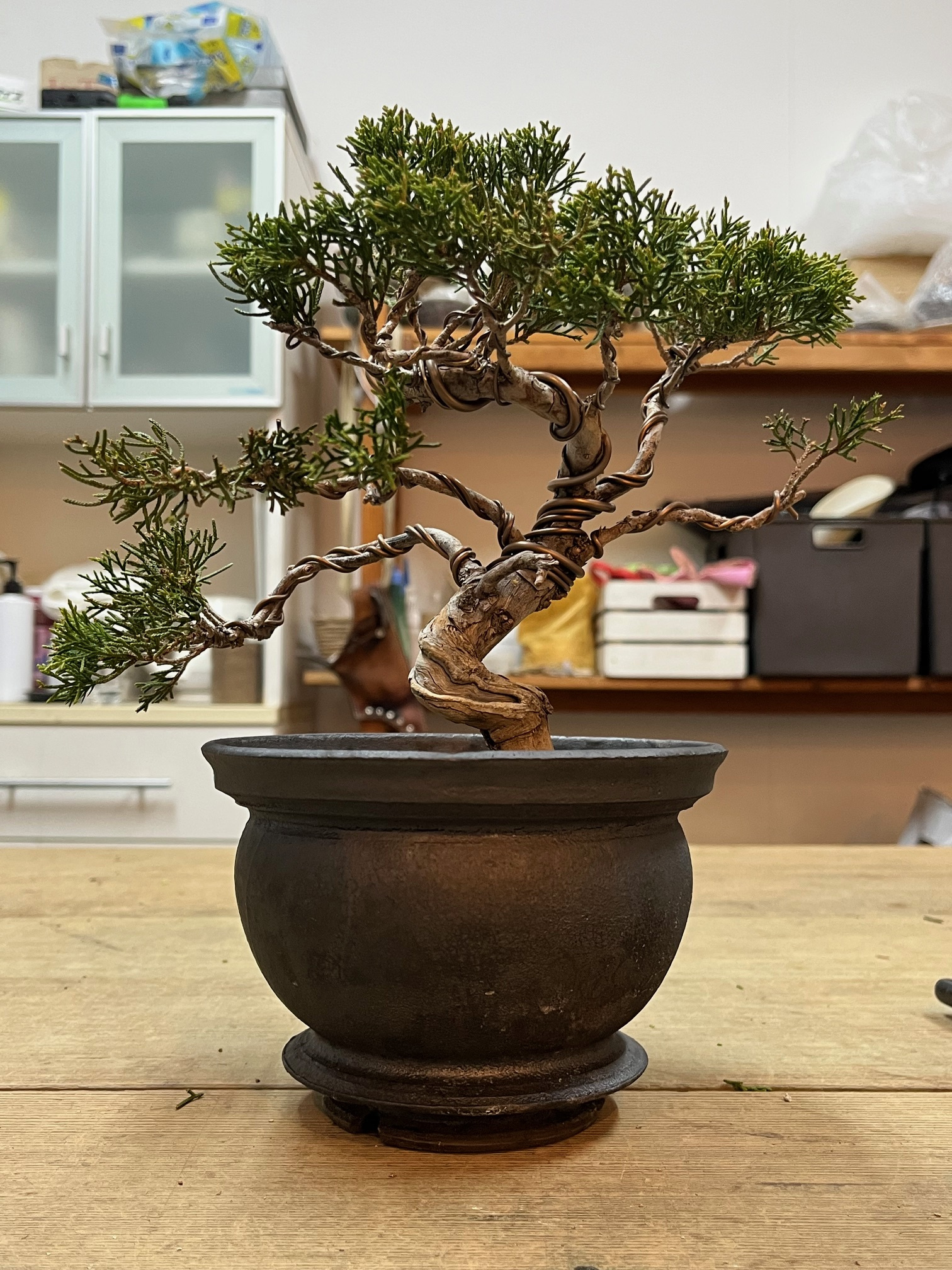 BONSAI03