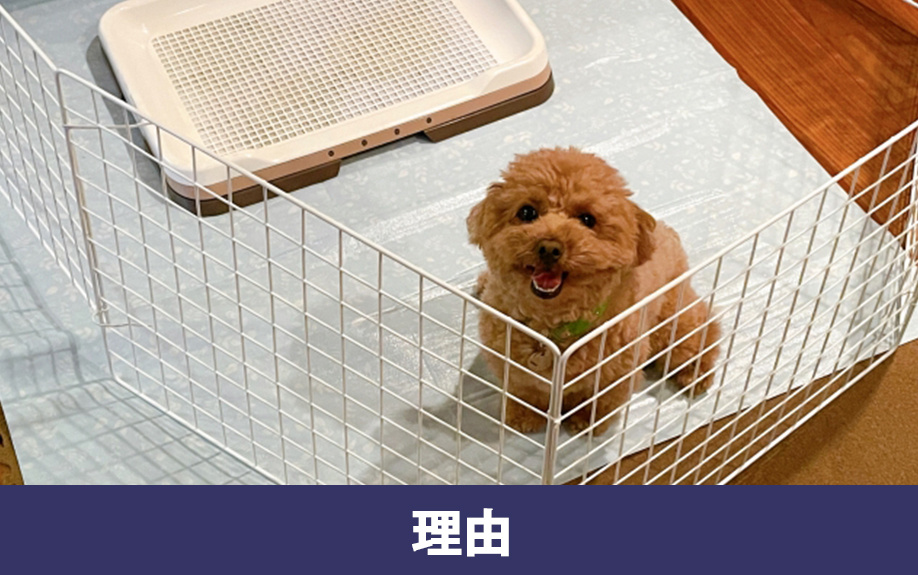 賃貸物件でペット禁止が多い理由