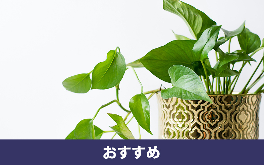 幸運を呼ぶおすすめの観葉植物と飾り方