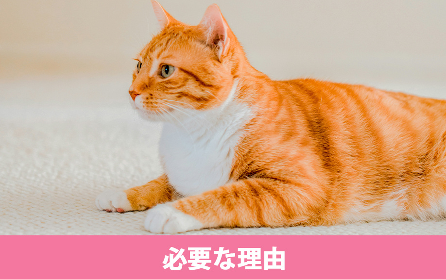 室内飼いの猫にキャットウォークが必要な理由