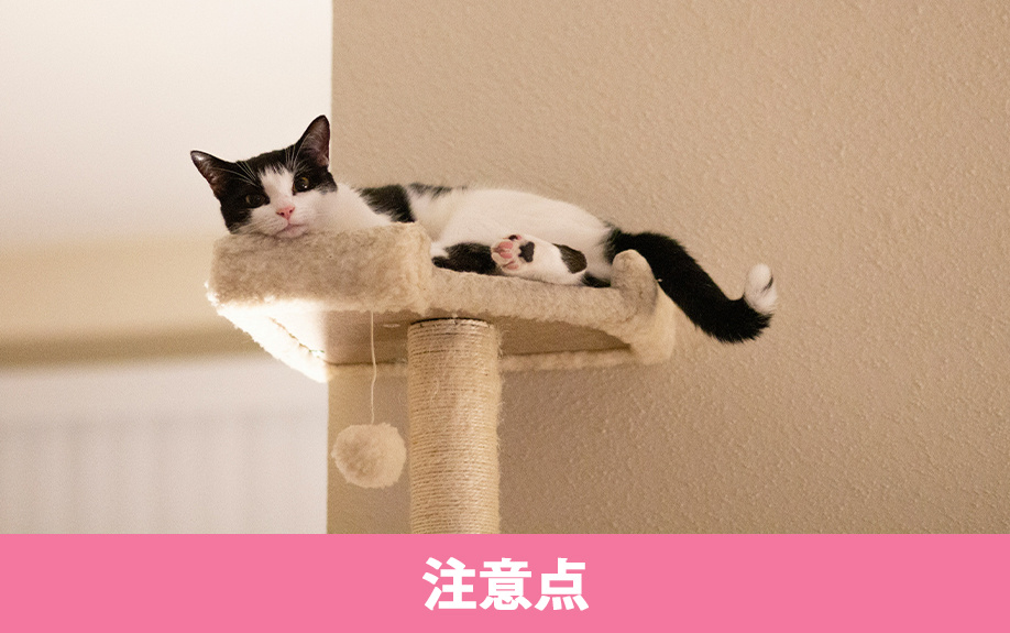 賃貸物件における安全なキャットウォークDIYのための注意点