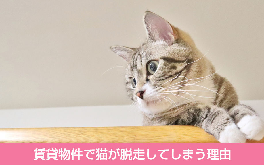 賃貸物件で猫が脱走してしまう理由