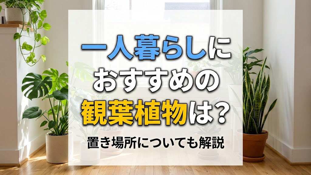 一人暮らしにおすすめの観葉植物は?置き場所についても解説