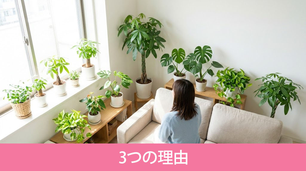 一人暮らしに観葉植物を置くべき3つの理由