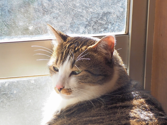 新築で猫と快適に暮らすコツ!間取りや設備のポイントについても解説