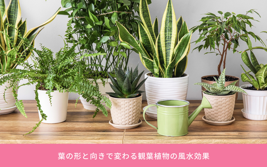 葉の形と向きで変わる観葉植物の風水効果