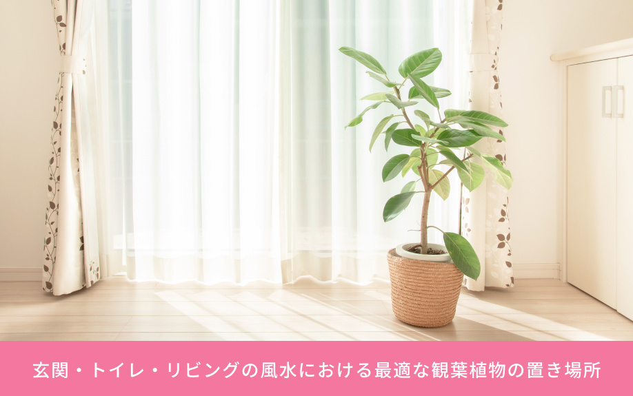 玄関・トイレ・リビングの風水における最適な観葉植物の置き場所