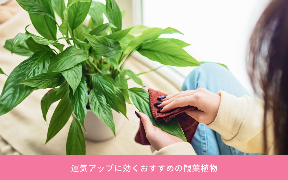 運気アップに効くおすすめの観葉植物