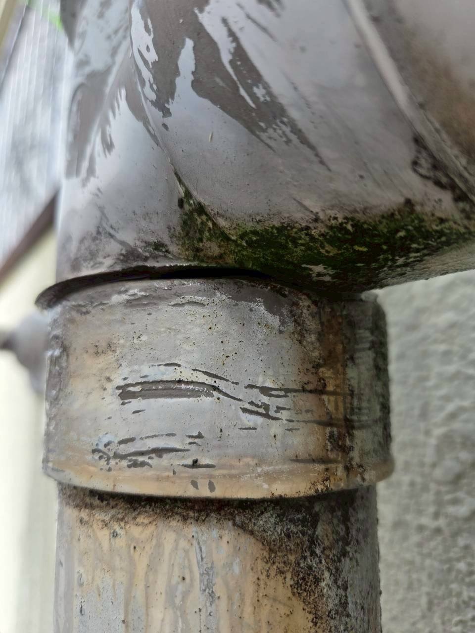ひび割れと苔の付着が見られる竪樋の継手部