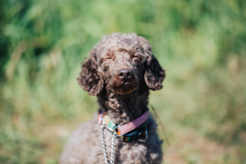 豊島区のペット可賃貸で暮らす犬