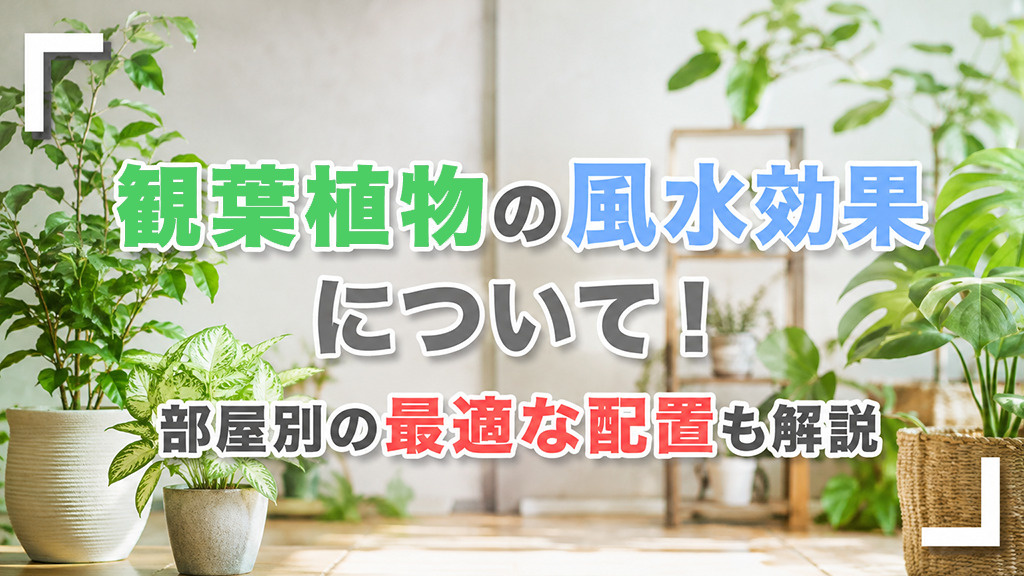 観葉植物の風水効果について!部屋別の最適な配置も解説