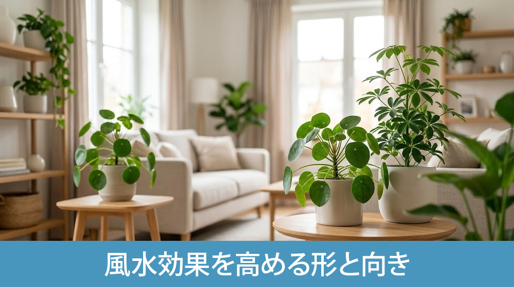 観葉植物の風水効果を高める形と向き