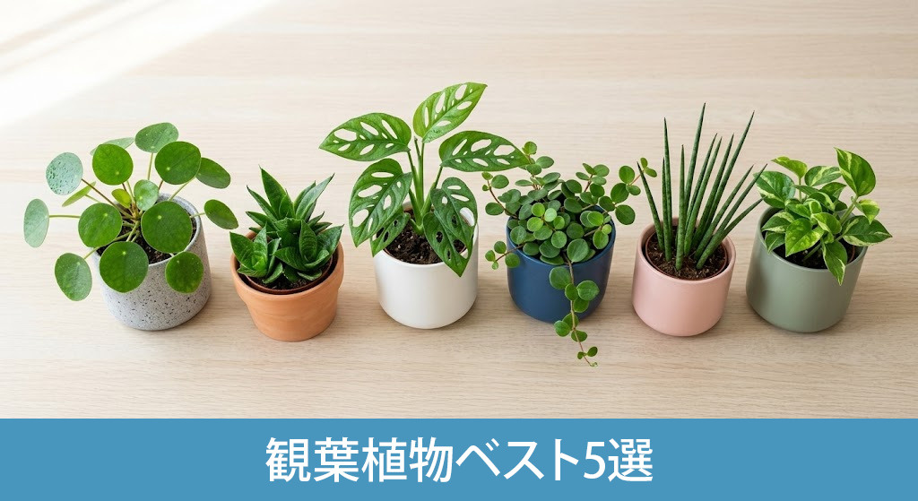 運気を高めるおすすめな観葉植物ベスト5選
