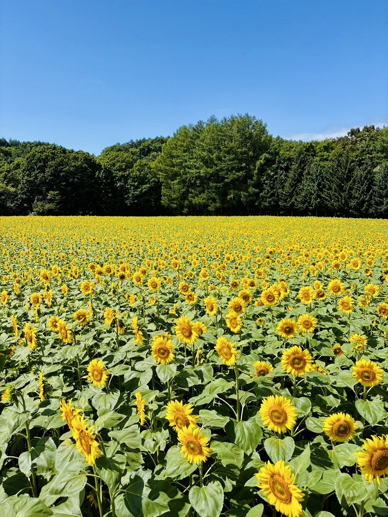 画像4:北竜町「ひまわりの里」