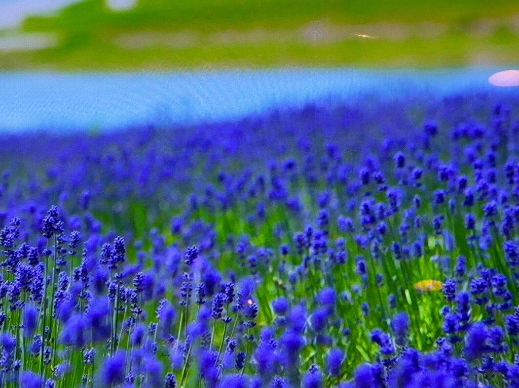 画像5:富良野・ファーム富田のラベンダー畑