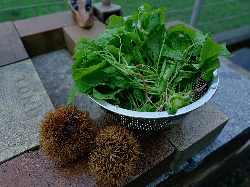 2枚目:(葉野菜と栗)レンガの上に置かれたステンレスボウルいっぱいの摘みたて葉野菜(ベビーリーフ)と、手前に置かれた栗のイガ2個