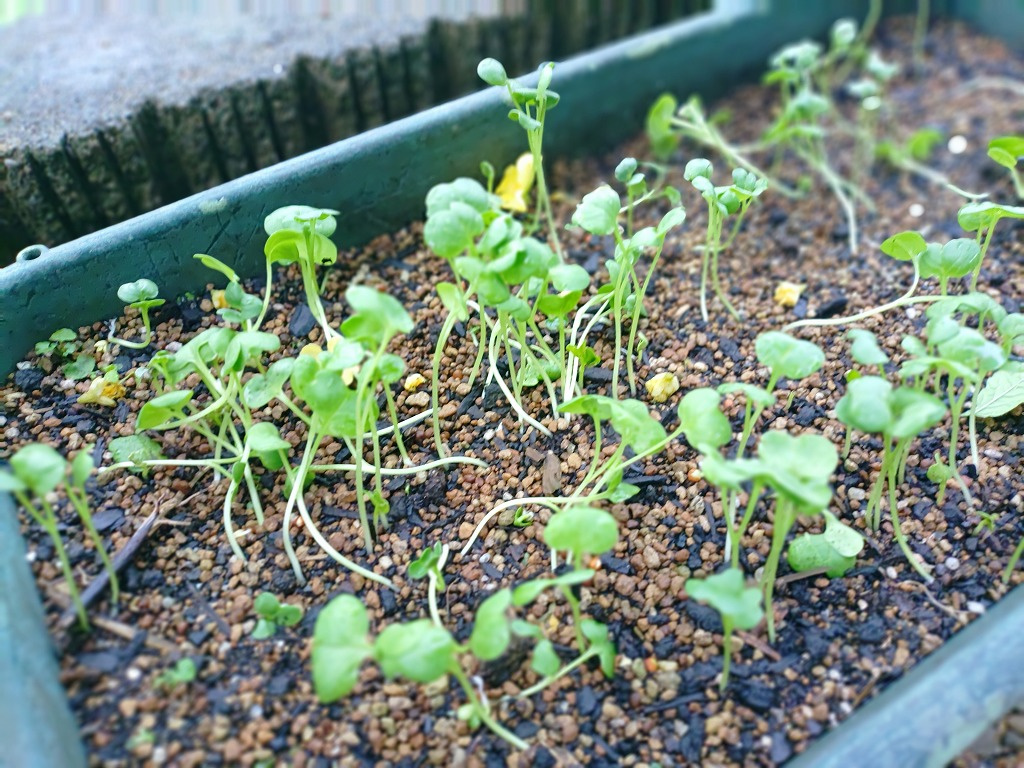 4枚目:(プランターの芽)プランターの土から一斉に発芽してすくすくと育っている、小さな野菜の若葉の写真