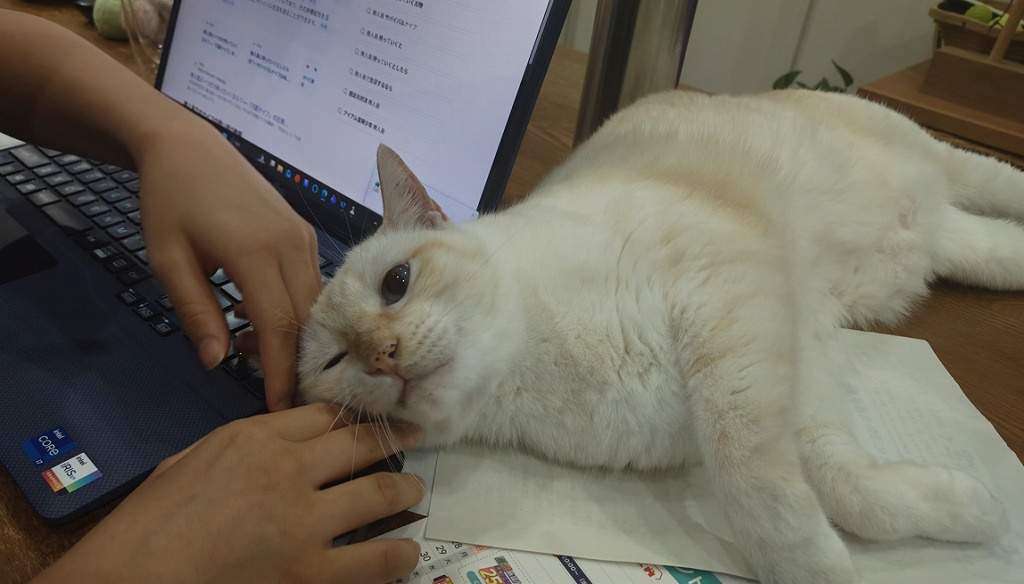 4枚目:(キーボードの手の下に割り込み)キーボードを操作する手の下にぐいっと顔を割り込ませて甘えている白い猫の写真