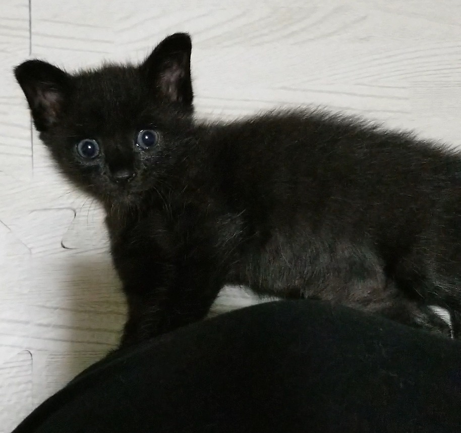 3枚目:(子猫時代)我が家に来たばかりの頃の、毛がフワフワで小さな体をしてキョトンと佇む黒猫の子猫時代の写真