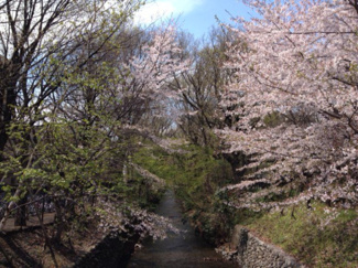 【周辺】 | 立川市柏町4丁目　新築戸建　【全8棟】 | 玉川上水緑道
春には桜が楽しめます。