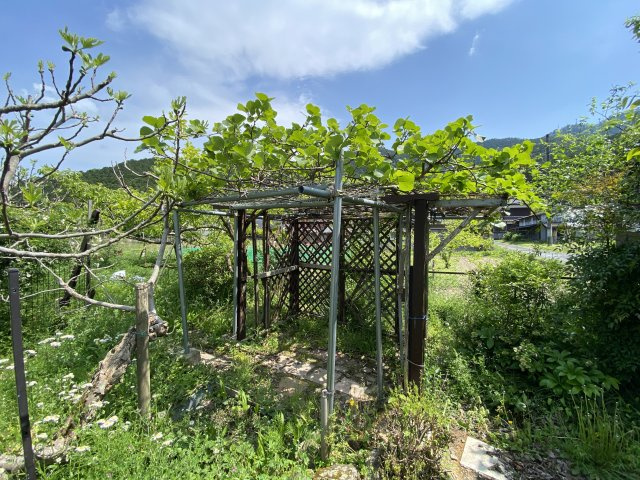 丹波市氷上町井中の中古一戸建のその他|菜園スペース　
キウイ
