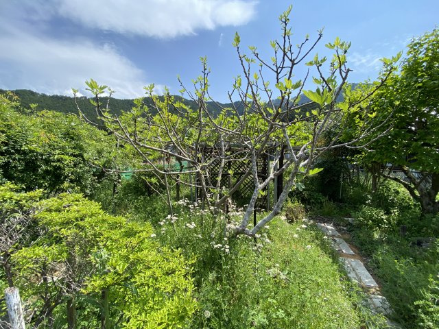 丹波市氷上町井中の中古一戸建のその他|菜園スペース　
イチジク