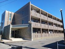 プリムローズの画像