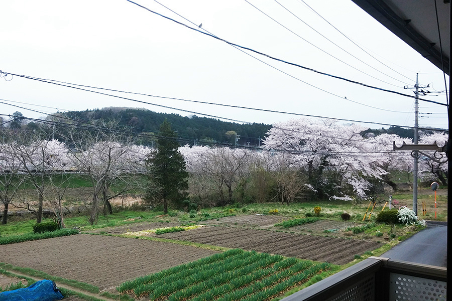 リバーサイドハウス|春にはこのような風景♪（2Fからの撮影）