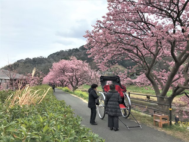 理光ヘルスケアマンションの周辺|青野川沿いの桜並木