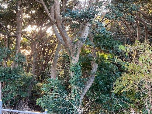 下田市　須崎のその他