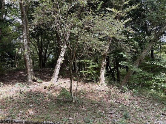 【外観】 | 東急天城高原別荘地　売地